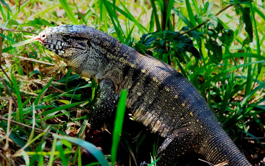 Lagarto teiú, maior lagarto da América do Sul - Aquele Mato