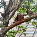 Arborização urbana – estratégia para regular a temperatura