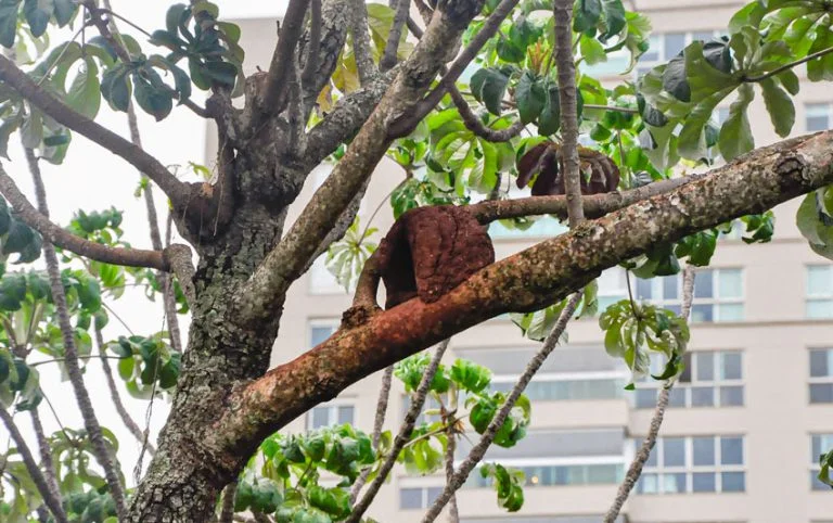 Arborização urbana – estratégia para regular a temperatura