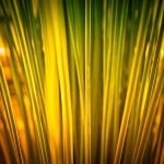 Capim elefante – fonte de energia renovável