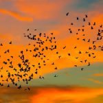 Aves migratórias no Pantanal