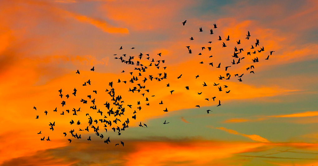 Aves migratórias no Pantanal