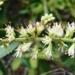 Conheça as plantas medicinais do Pantanal, os tipos de curam