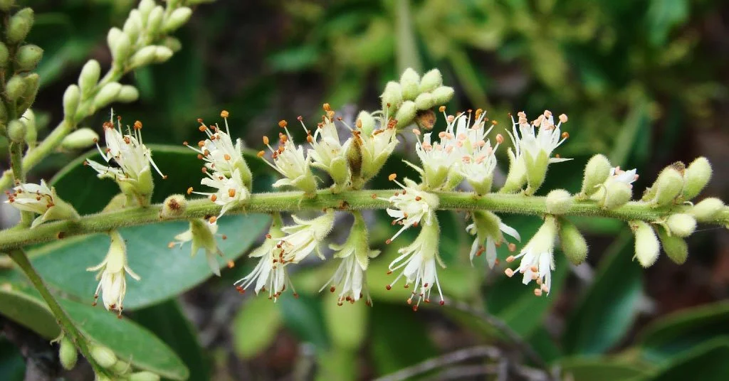 Conheça as plantas medicinais do Pantanal, os tipos de curam - Aquele Mato