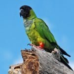 Periquito-de-cabeça-preta, o príncipe do Pantanal