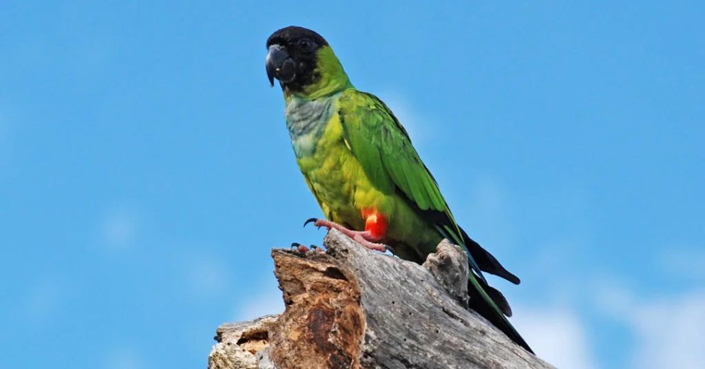 Periquito-de-cabeça-preta