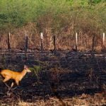 Pantanal em chamas