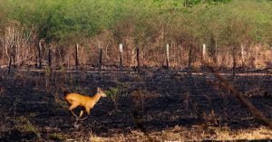 Pantanal em chamas
