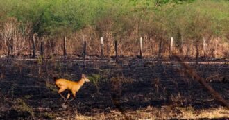 Pantanal em chamas