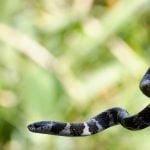 Cobra dormideira, a jararaquinha inofensiva