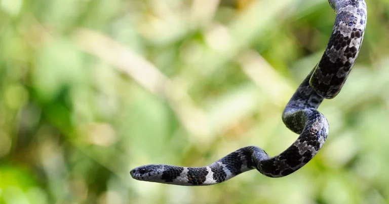 Cobra dormideira, a jararaquinha inofensiva