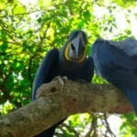 Mãe Arara-Azul: zelo e curiosidades da “joia” do Pantanal
