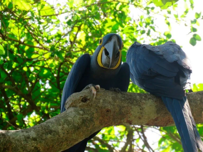 Mãe Arara-Azul: zelo e curiosidades da “joia” do Pantanal