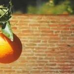 Quem é o dono da fruta?