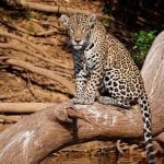 Onças-pintadas sob a lente: como 40 câmeras e IA vão contar os felinos da Serra do Amolar