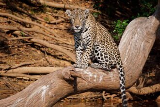 Onças-pintadas sob a lente: como 40 câmeras e IA vão contar os felinos da Serra do Amolar