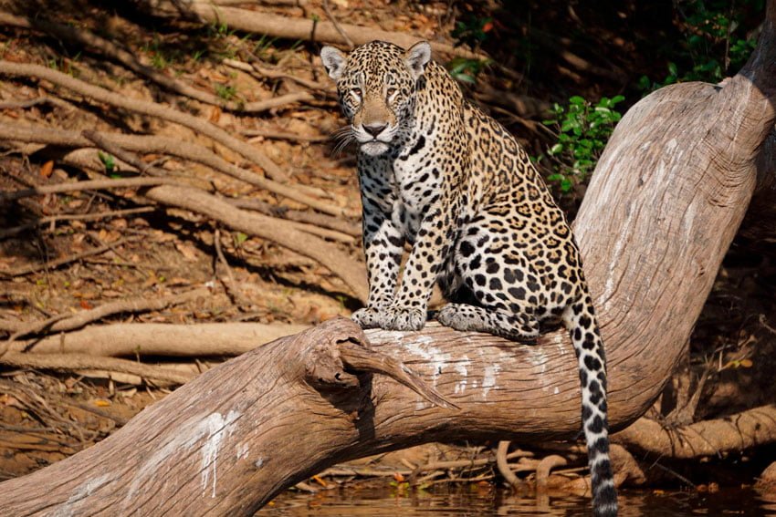 Onças-pintadas sob a lente: como 40 câmeras e IA vão contar os felinos da Serra do Amolar