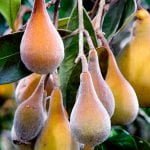 Pera-do-cerrado: Fruta nativa do Cerrado