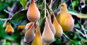 Pera-do-cerrado: Fruta nativa do Cerrado