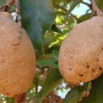 Baru vem de árvore nativa do Cerrado