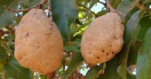 Baru vem de árvore nativa do Cerrado