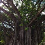 Árvores centenárias de Campo Grande