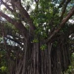 Árvores centenárias de Campo Grande