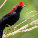 Soldadinho do Cerrado: topete vermelho e canto forte