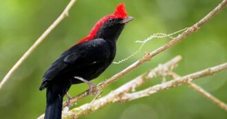 Soldadinho do Cerrado: topete vermelho e canto forte