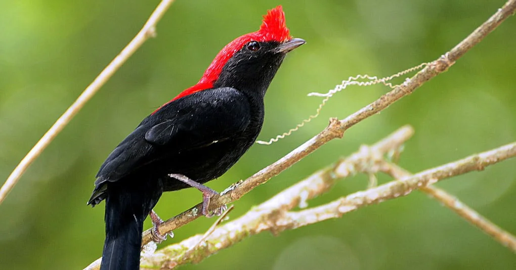 Soldadinho do Cerrado: topete vermelho e canto forte - Aquele Mato