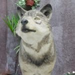 Faça seu zoológico em casa