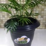 Como fazer adubo com erva de tereré