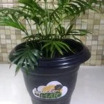 Como fazer adubo com erva de tereré