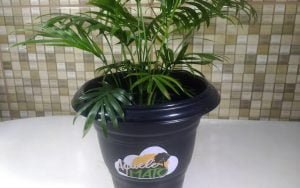 Como fazer adubo com erva de tereré