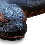 Qual a diferença de jiboia para sucuri