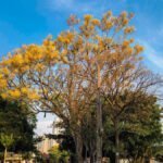 Árvores que florescem na primavera