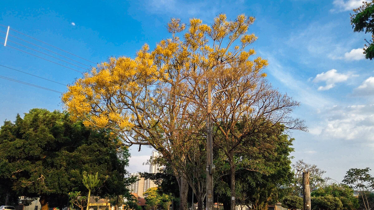 Árvores que florescem na primavera - Aquele Mato