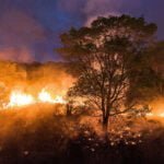 Queimadas no Pantanal e os animais afetados