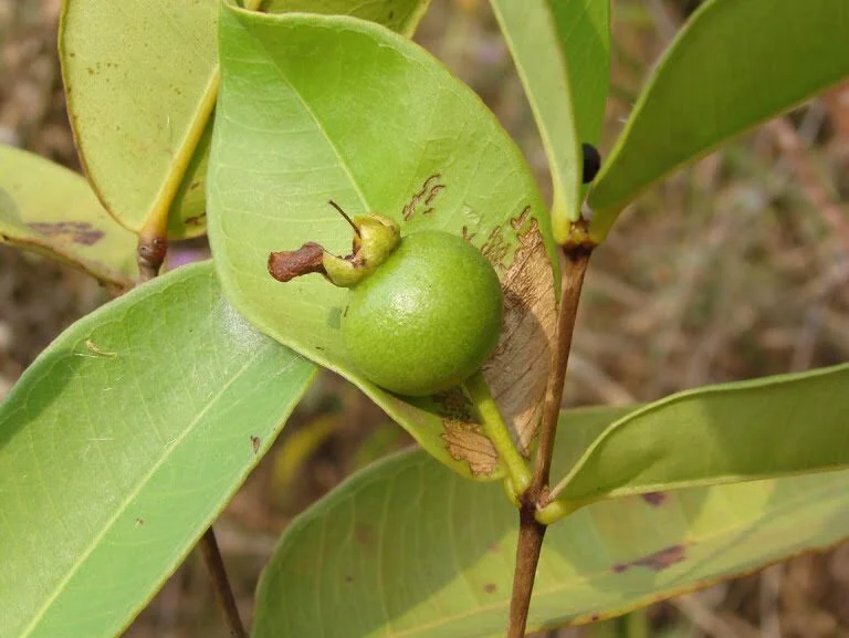 Planta Típica do Cerrado