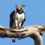 A  maior águia do planeta está no Pantanal;  ninho fica no meio de rota de desmatamento