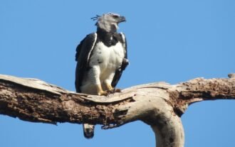 A  maior águia do planeta está no Pantanal;  ninho fica no meio de rota de desmatamento