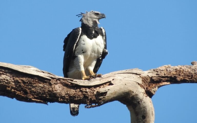 A  maior águia do planeta está no Pantanal;  ninho fica no meio de rota de desmatamento