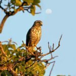 11 Aves de rapina raras em Mato Grosso do Sul