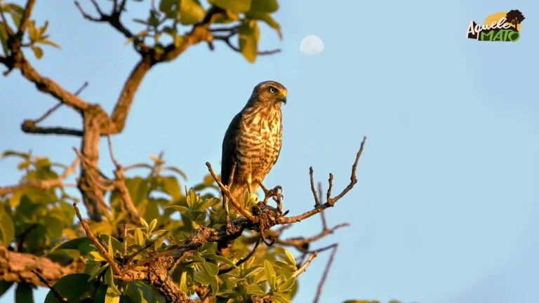 11 Aves de rapina raras em Mato Grosso do Sul