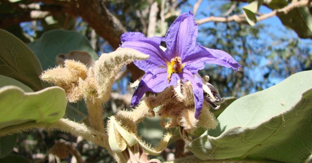 A fruta preferida do lobo-guará