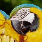 Hoje é dia de observação de aves no Parque das Nações