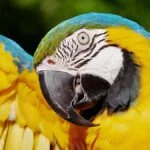 Hoje é dia de observação de aves no Parque das Nações