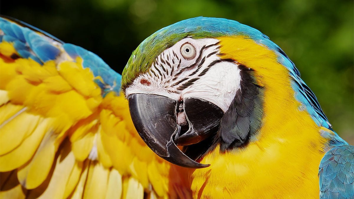 Hoje é dia de observação de aves no Parque das Nações