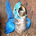 O que fazer ao encontrar um filhote de animal silvestre?