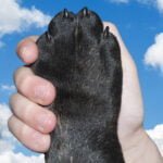 Como ajudar os animais